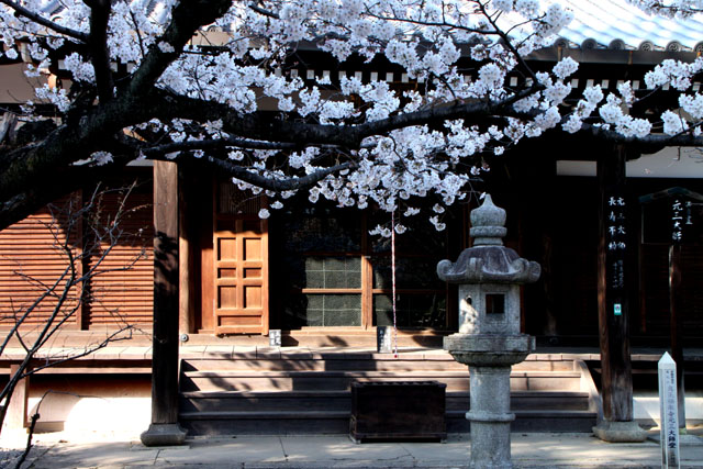 京の花だより 真如堂から・・・_e0048413_20521111.jpg