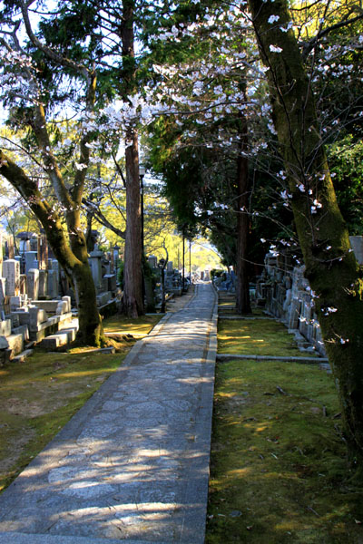 京の花だより　真如堂から・・・_e0048413_20522489.jpg