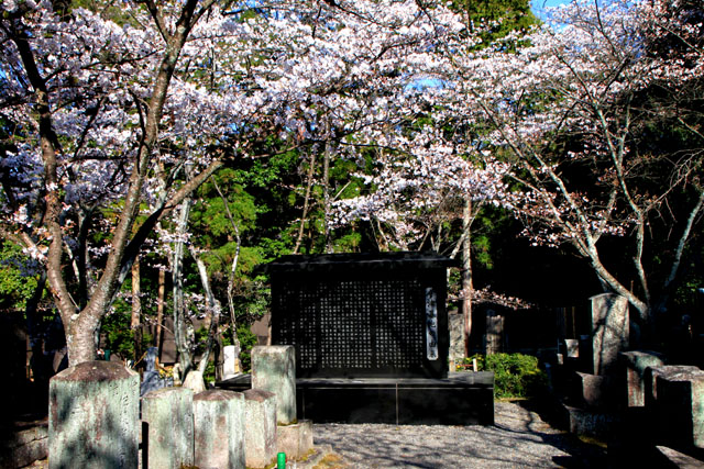 京の花だより　真如堂から・・・_e0048413_20523885.jpg