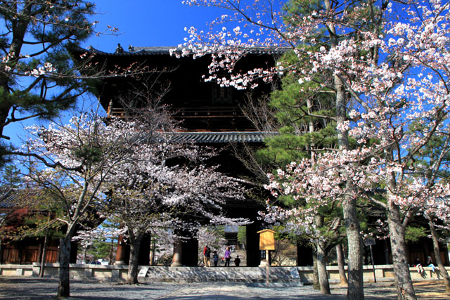 京の花だより　金戒光明寺_e0048413_2283057.jpg