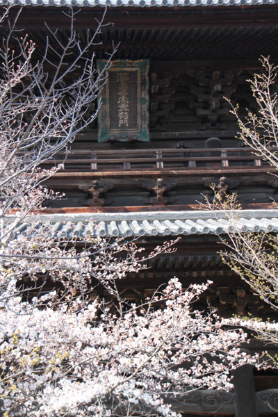 京の花だより　金戒光明寺_e0048413_2284356.jpg