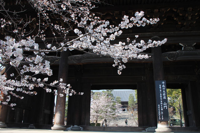 京の花だより　金戒光明寺_e0048413_2285839.jpg