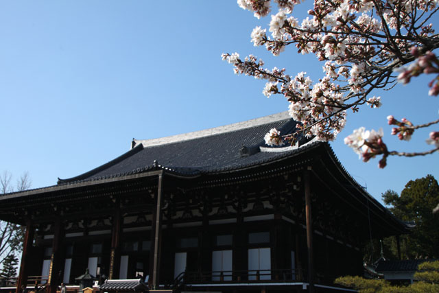 京の花だより　金戒光明寺_e0048413_2292398.jpg