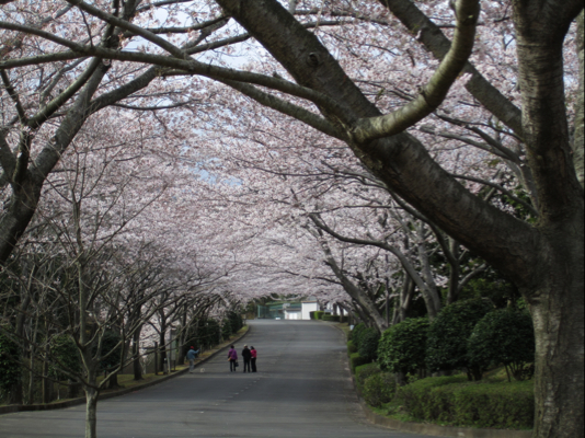 花曇りのなかで_c0219815_18441421.jpg