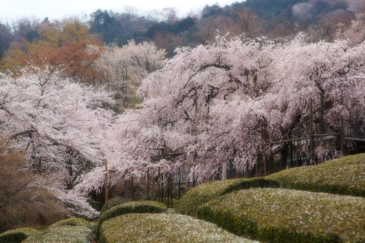 霞間ヶ渓の桜（岐阜県池田町）_c0115616_831982.jpg