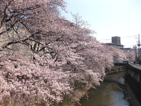 桜の季節です♪_f0155118_7102071.jpg