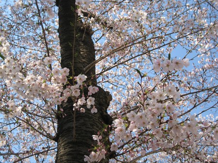 桜の季節です♪_f0155118_710382.jpg