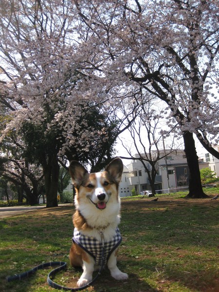 桜の季節です♪_f0155118_7105100.jpg