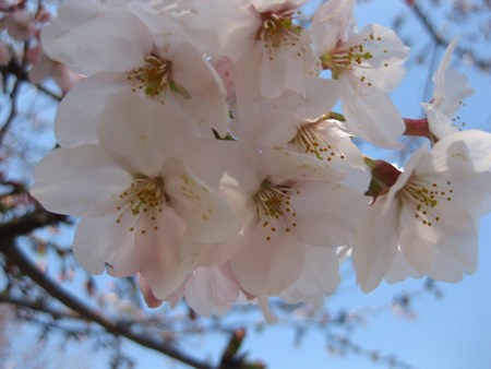 桜の季節です♪_f0155118_7111620.jpg