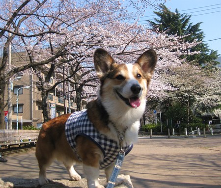 桜の季節です♪_f0155118_711383.jpg