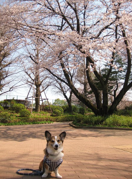 桜の季節です♪_f0155118_795088.jpg