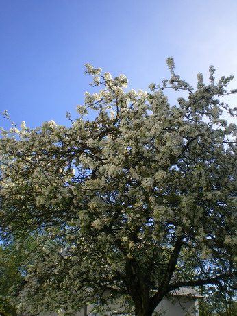 c0124619_359051.jpg