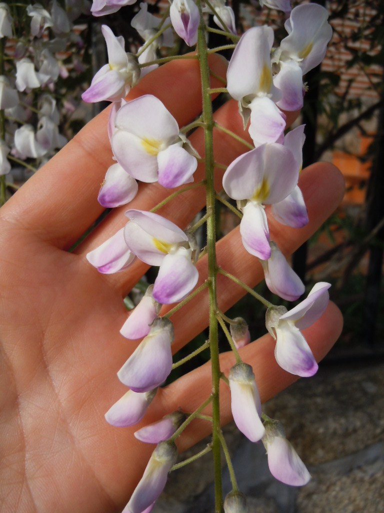 藤の花の香りに誘われて..._c0213220_17434834.jpg