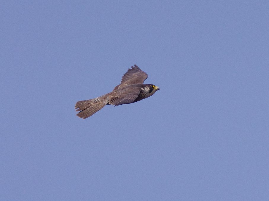 ハヤブサを瞬撮！・・・鳥図鑑になっちゃったけれど_a0031821_13212478.jpg