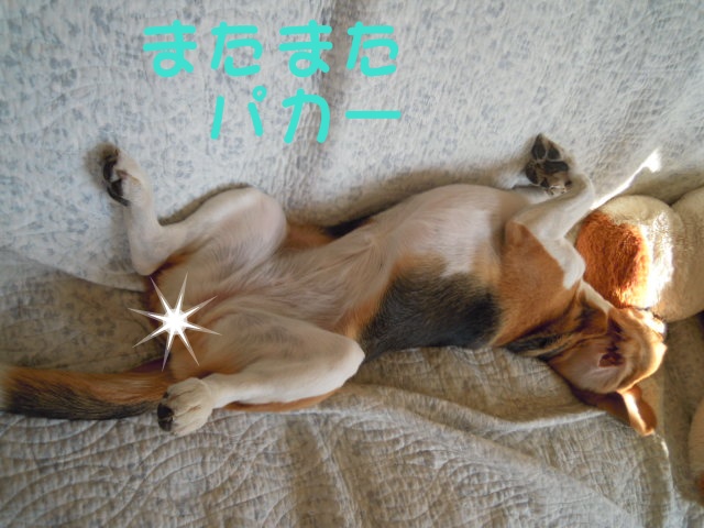 c0166622_1052433.jpg