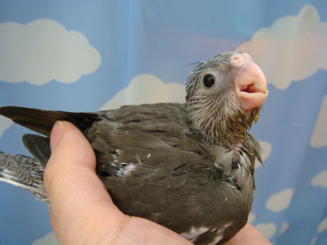 うさぎ・インコ・ハムスター_f0189122_1520271.jpg