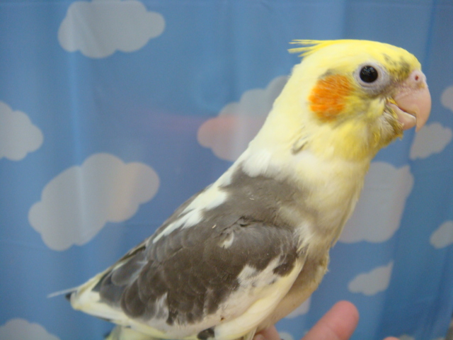 うさぎ・インコ・ハムスター_f0189122_15261069.jpg