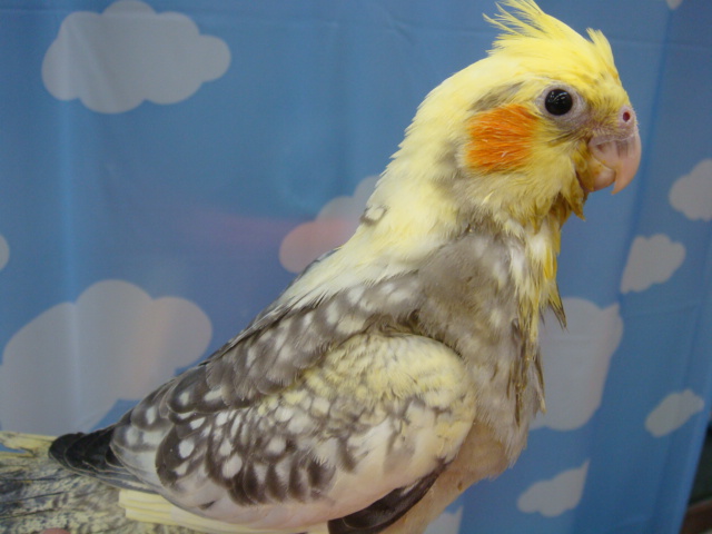うさぎ・インコ・ハムスター_f0189122_1530593.jpg