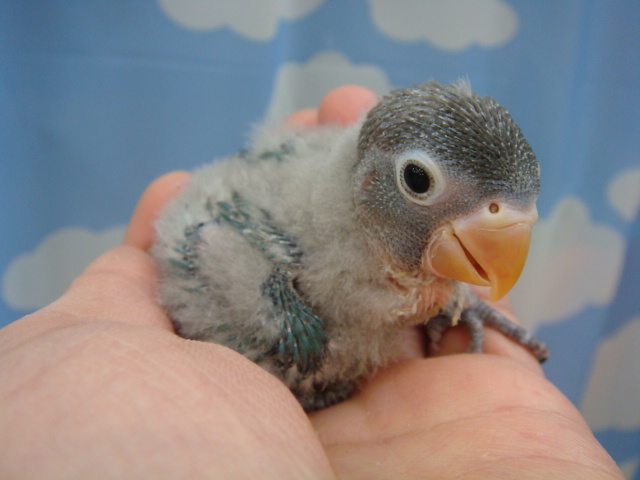 うさぎ・インコ・ハムスター_f0189122_15342614.jpg