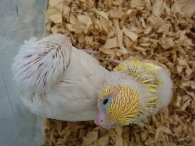 うさぎ・インコ・ハムスター_f0189122_15382299.jpg
