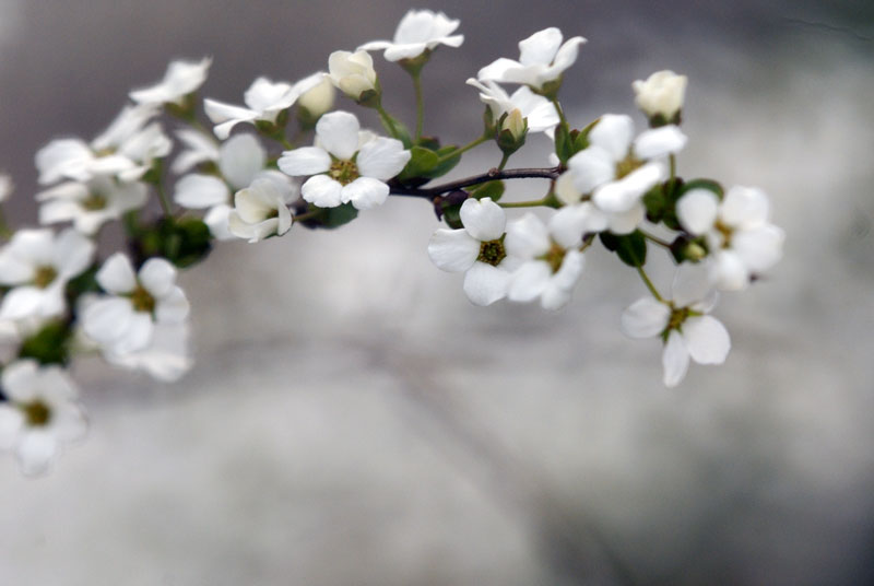 桜の咲くころ(入学式)_f0060531_15375815.jpg