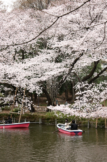 さくら　　～吉祥寺・井の頭公園～_f0078132_21372617.jpg