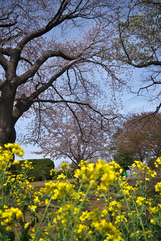 夢見が崎動物公園　　2011-4-7_c0153534_12492618.jpg