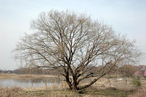 e0097534_1110457.jpg