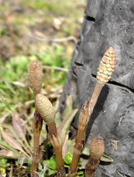 e0097534_11175740.jpg