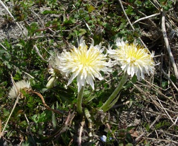 e0097534_1184783.jpg