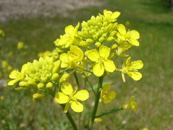 e0097534_1185851.jpg