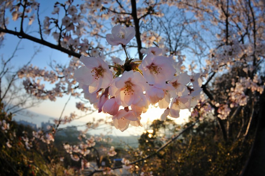 夕日の色に染まる桜_f0205834_22155376.jpg