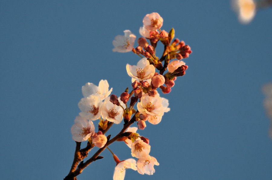 夕日の色に染まる桜_f0205834_22164937.jpg