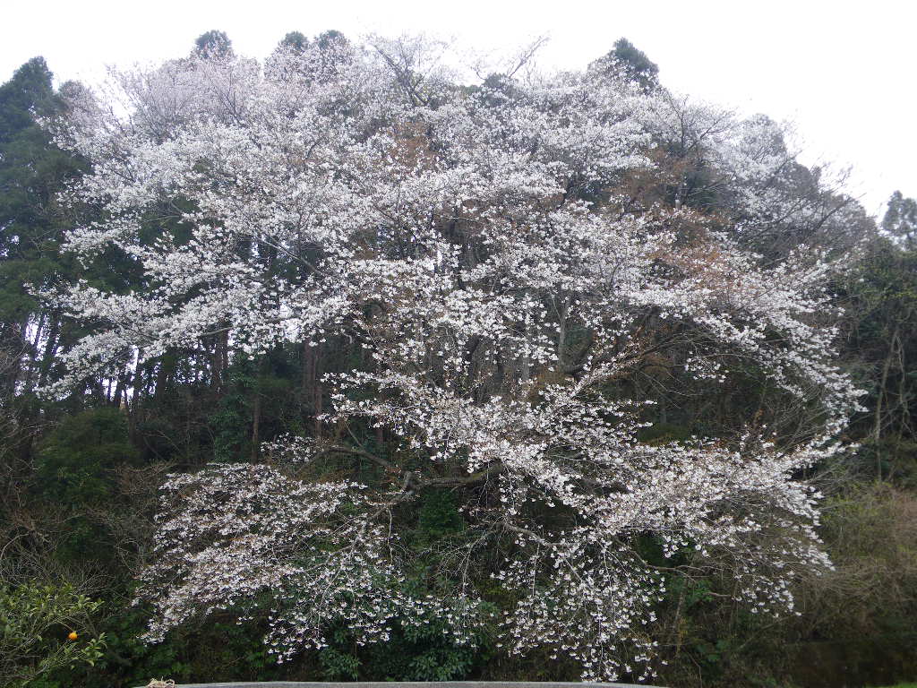 オオシマザクラが咲きました_a0123836_10335342.jpg