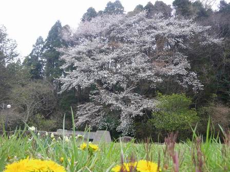 オオシマザクラが咲きました_a0123836_10382815.jpg