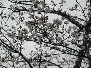 やっと咲いた、咲いた、桜の花が！！_e0200437_16422526.jpg