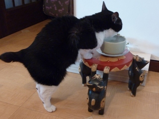あったかおみず猫 空編。_a0143140_23581198.jpg