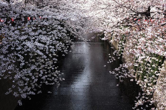 2011　目黒川_b0049843_21314089.jpg