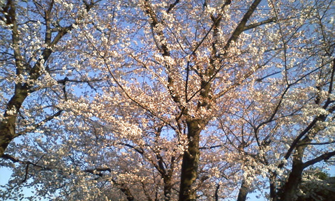桜です_b0145843_0122832.jpg