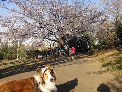 仲良しさん＆大きな桜の木～！_e0195743_2324689.jpg