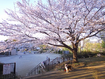 仲良しさん＆大きな桜の木～！_e0195743_2325986.jpg
