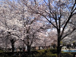 4/7 今年の桜_e0213444_9165039.jpg