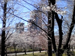 4/7 今年の桜_e0213444_9184486.jpg
