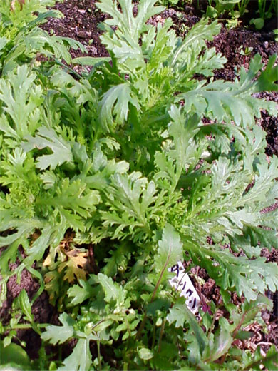 e0143347_10354037.jpg