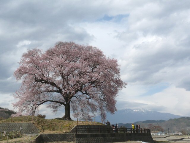 桃は0.1分咲き、わに塚は見ごろ_f0019247_22433749.jpg
