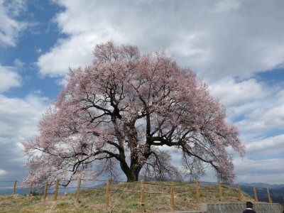 桃は0.1分咲き、わに塚は見ごろ_f0019247_22481187.jpg