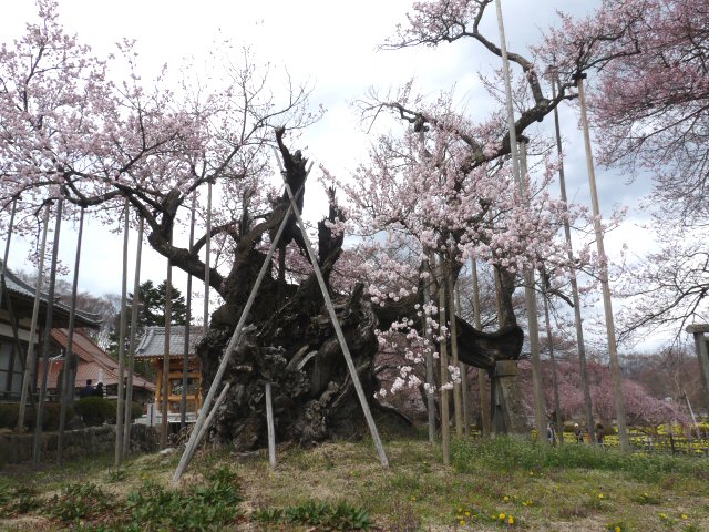 桃は0.1分咲き、わに塚は見ごろ_f0019247_22534100.jpg