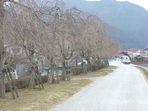 がいせん桜開花情報　２０１１年４月８日_b0174451_7435937.jpg