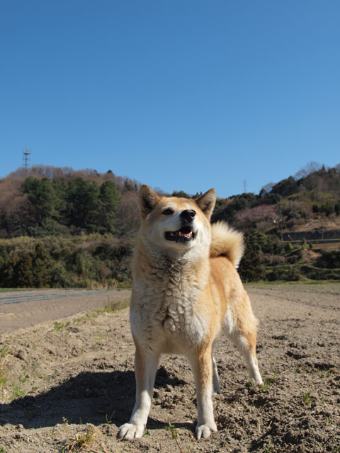 花の写真で_b0172252_19412987.jpg