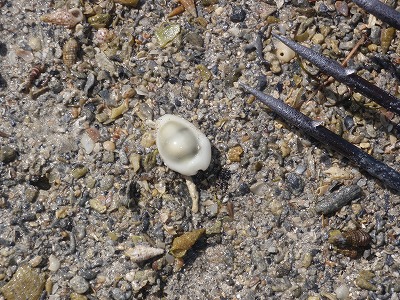 c0180460_03676.jpg